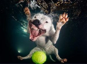 underwater-dog6-669x491