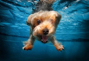 underwater-dog7-669x460