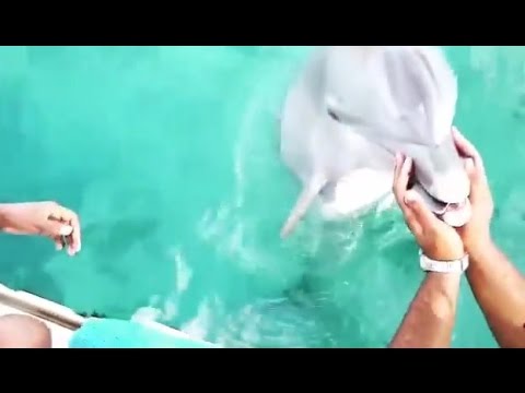 Δελφίνι σώζει iPhone (Video)