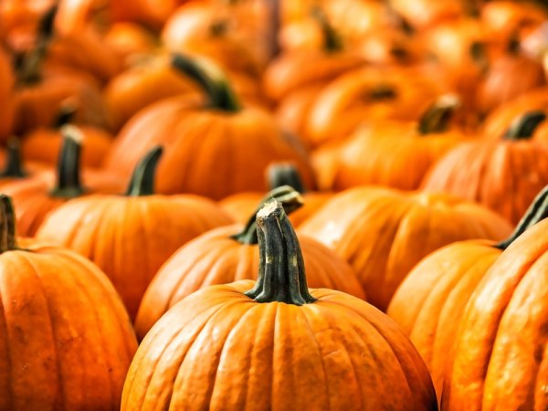 5 λόγοι για να φας κολοκύθα ΤΩΡΑ (ναι, ξεκινάει η εποχή της!)