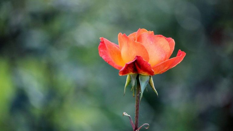 Παγκόσμια Ημέρα της Γης: Μόλις το 2,8% των οικοσυστημάτων του πλανήτη παραμένει ανέπαφο