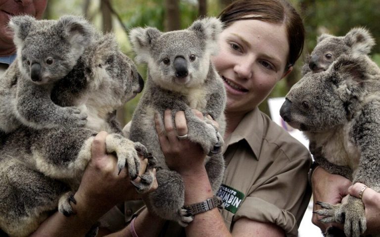 Αυστραλία: Είδος υπό εξαφάνιση και επισήμως τα κοάλα