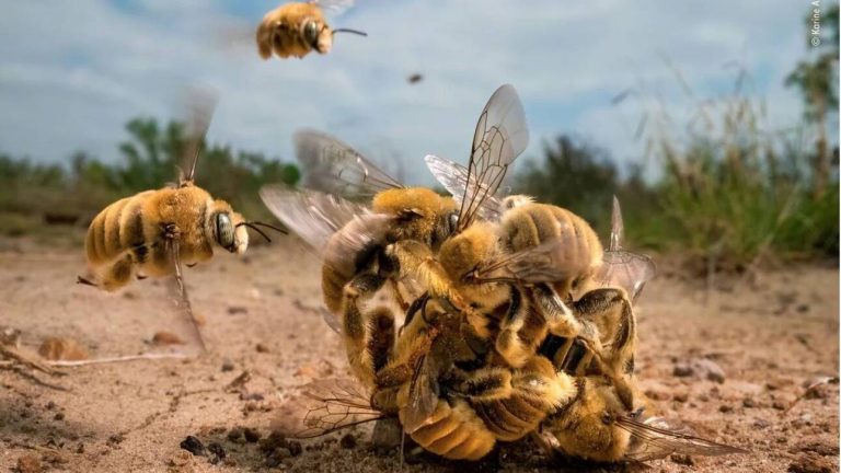 Wildlife Photographer of the Year: Ο θαυμαστός κόσμος μας μέσα από το φωτογραφικό φακό