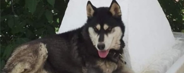 Οργή για το χάσκι στην Αράχωβα: Στο μικροσκόπιο παίκτες ριάλιτι με ξενοδοχείο και παρελθόν στις κακοποιήσεις ζώων