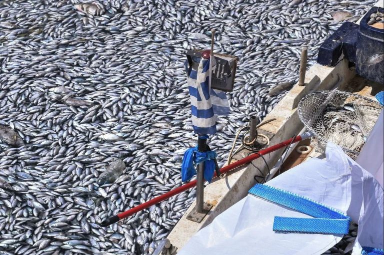 Διεθνείς διαστάσεις έχει λάβει η τραγική κατάσταση που επικρατεί στο λιμάνι του Βόλου. “Τουριστικό λιμάνι στην Ελλάδα πλημμύρισε με εκατοντάδες χιλιάδες νεκρά ψάρια” γράφει ο Guardian.